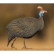 Guinea Fowl Guinea Fowl